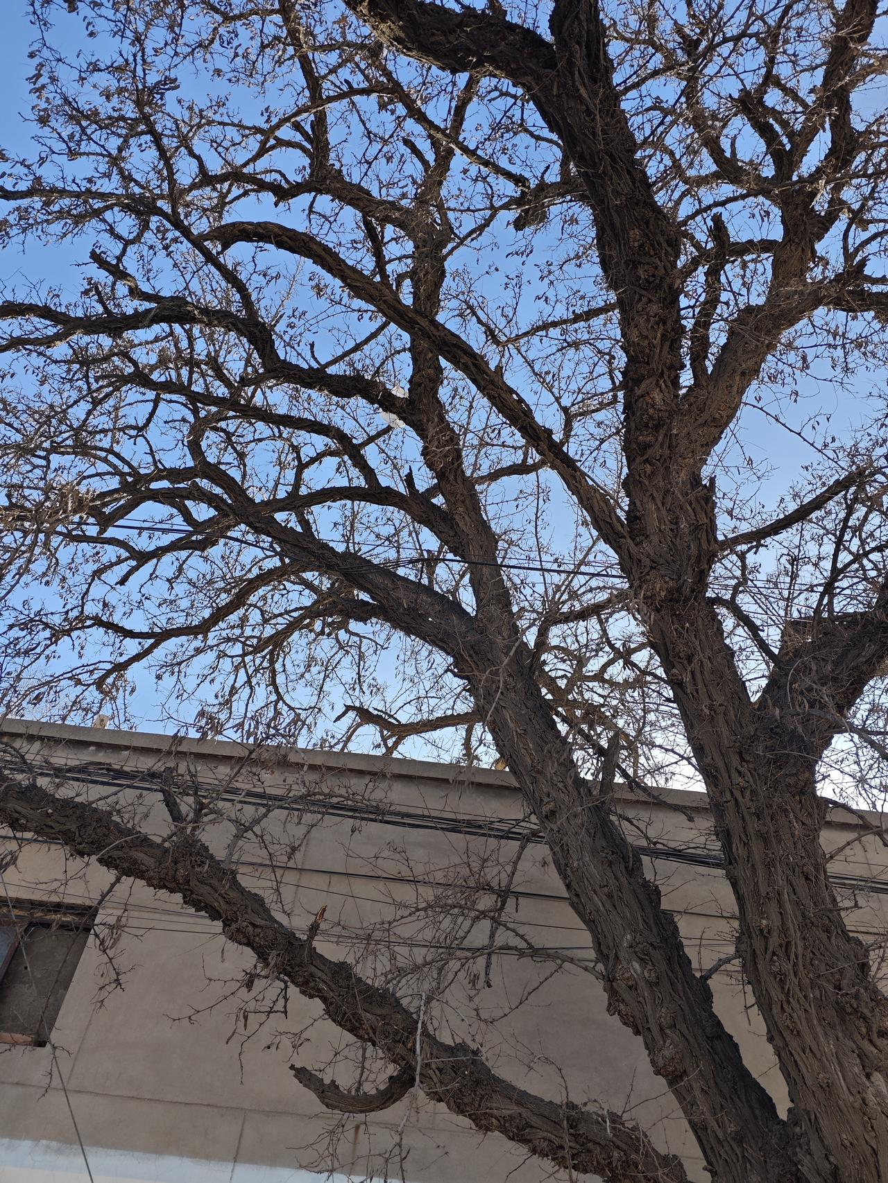 分享随手拍摄的树木和花草照片