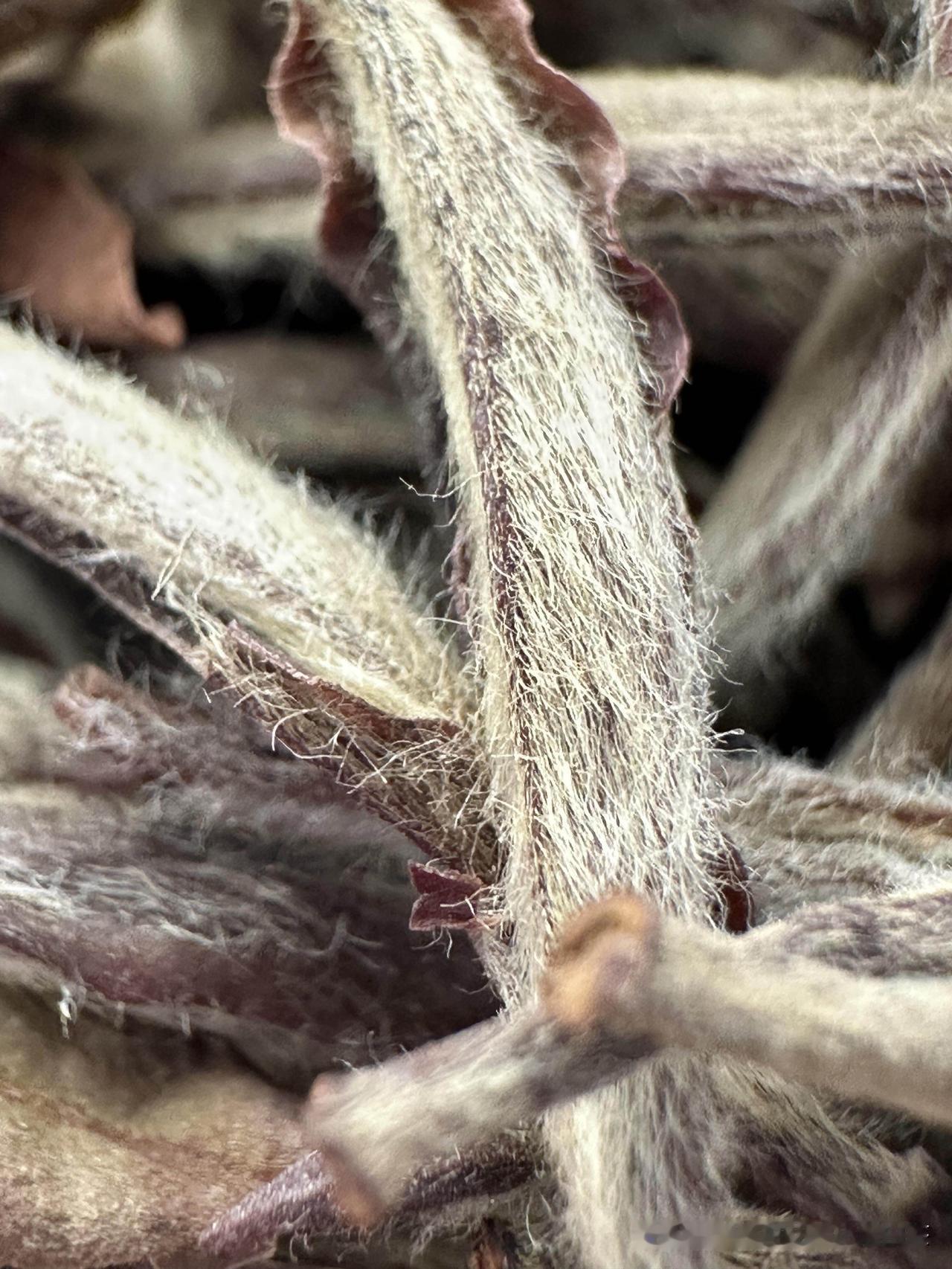 是谁的毛绒绒的银针你是第一泡白茶的毫香
轻轻淡淡
却让我惦记了整个春天
我想邀请