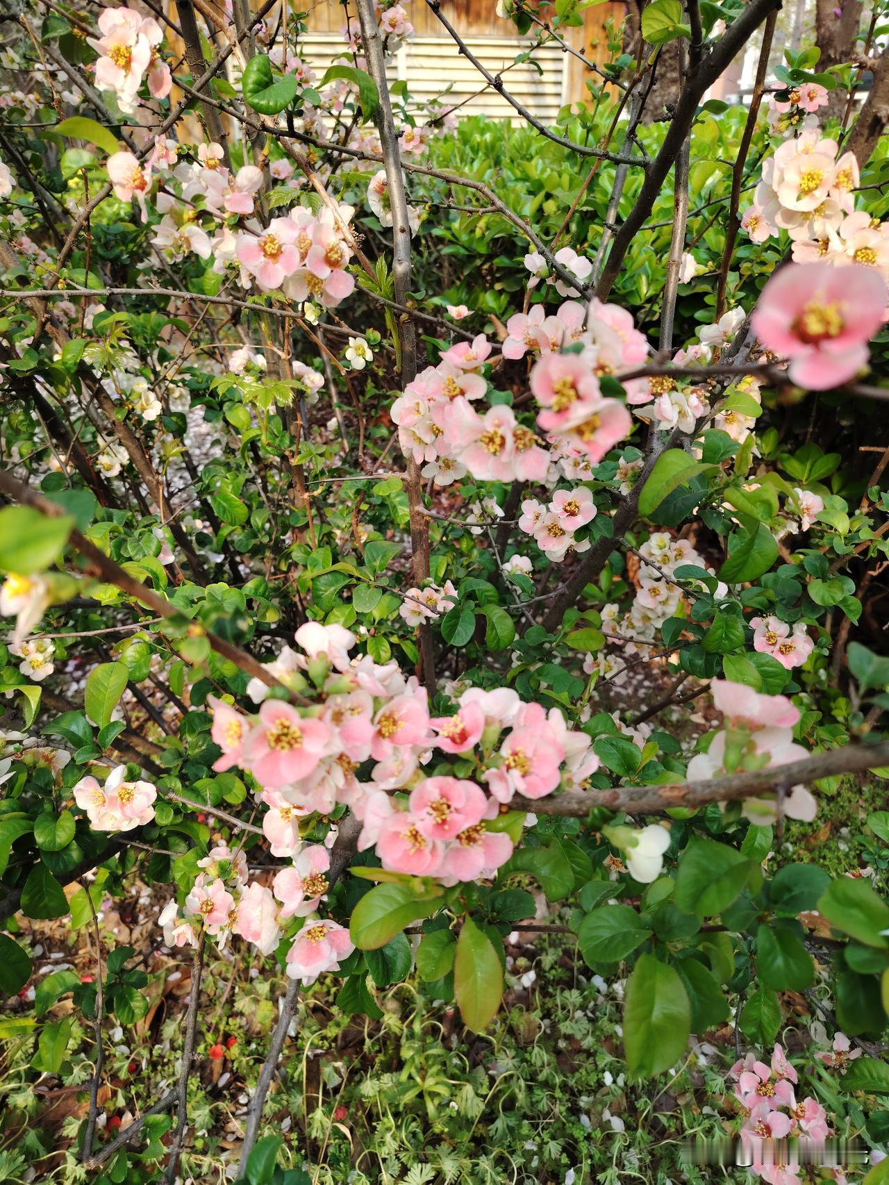 宠辱不惊，
闲看庭前花开花落
去留无意
漫随天外云卷云舒
这样的境界
或许，只有