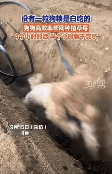 我有种预感，

这大哥的草莓要种出名了。

不是因为狗能干，也不是因为人聪明，而