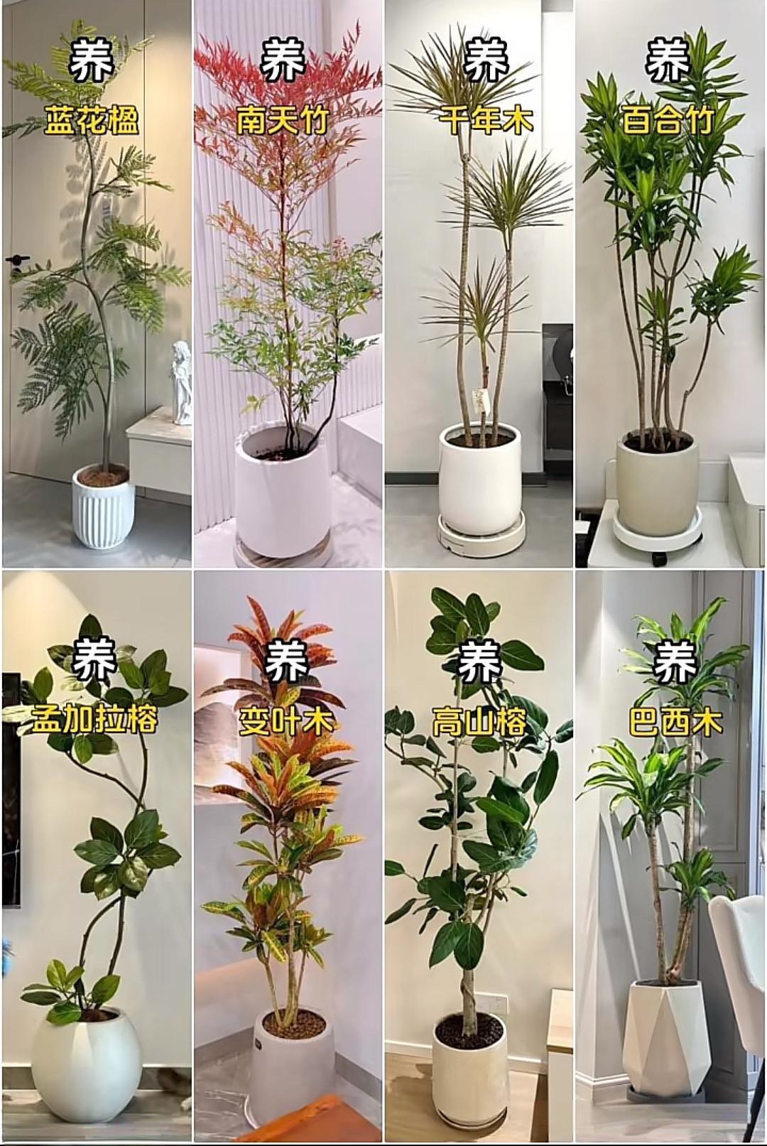 适合室内养的花