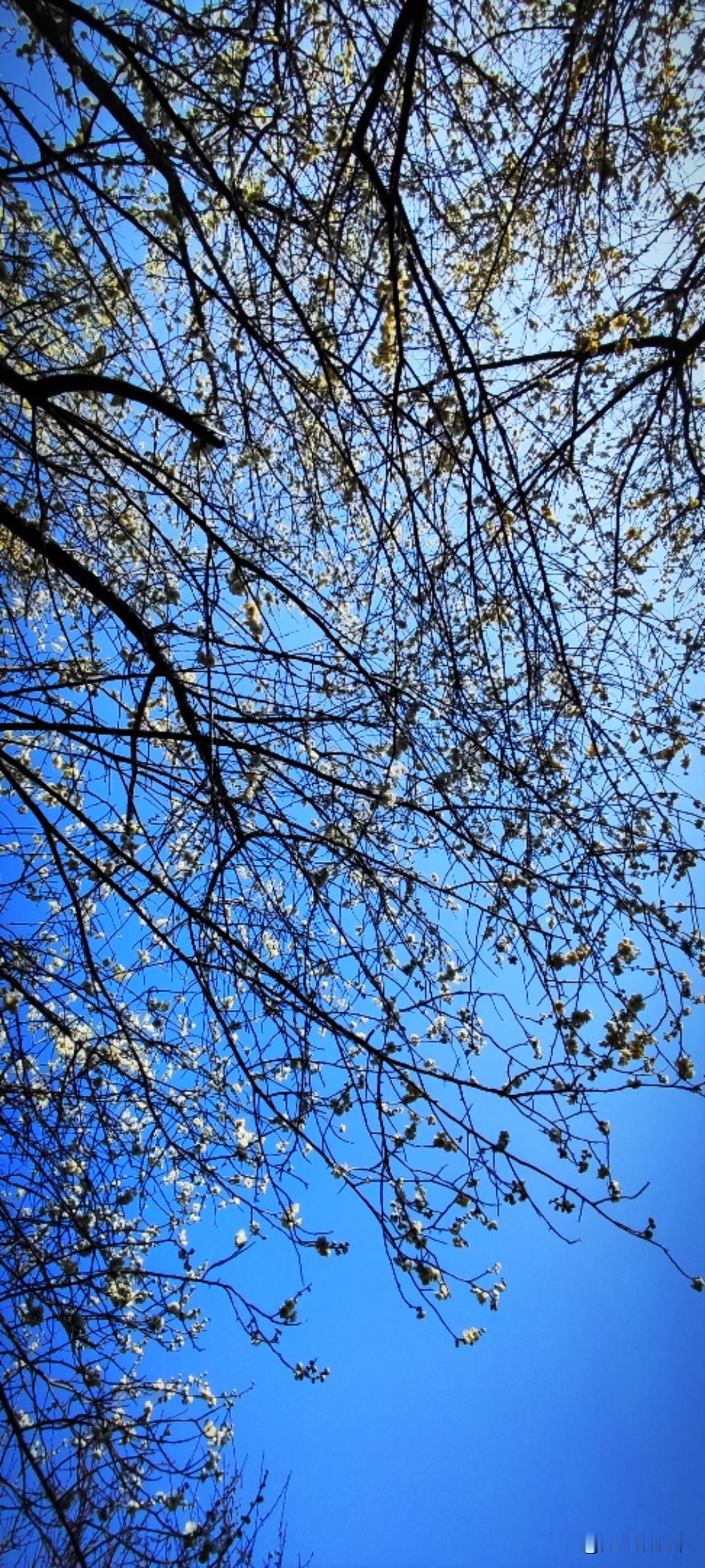 记录我的春节生活梅花这几日开的实实在在，汉江湿地公园里的梅林成了一个打卡景点，站