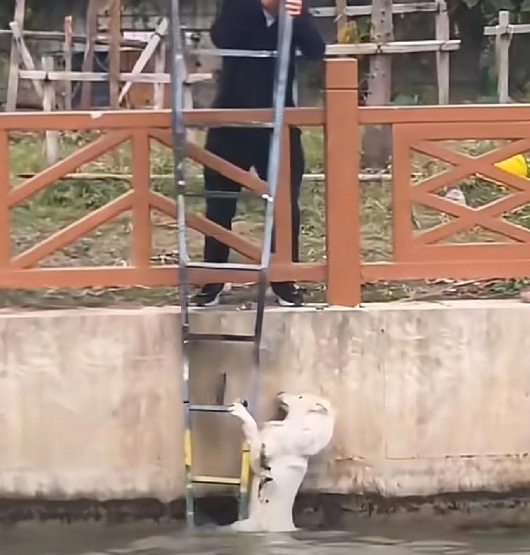 果然，生活环境好的城市人都会特别的善良
上海一公园一位男子发现，桥下有一只落水狗