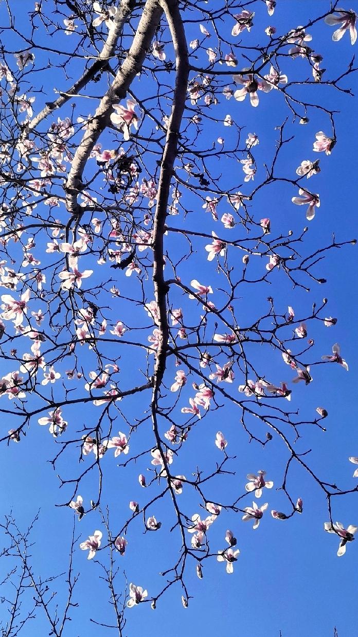 一枝玉白映蓝天，
万盏冰花凌春寒。
风来幽香送尘世，
花开季首盈一年。