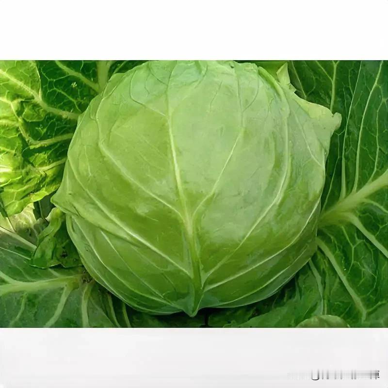 人果然是会变的
以前这种包头菜我是根本不吃的，在俺们农村都是用来喂猪的
自从来到