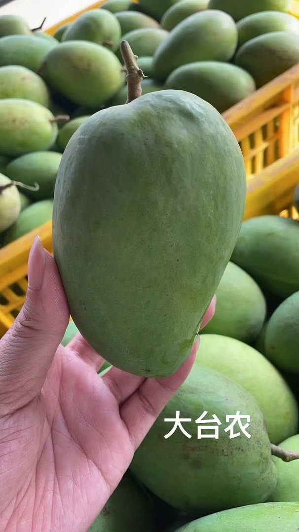去年开过的芒果团，今年又开啦第一批上市的大台农之后还有金煌芒和桂七……品质放心，