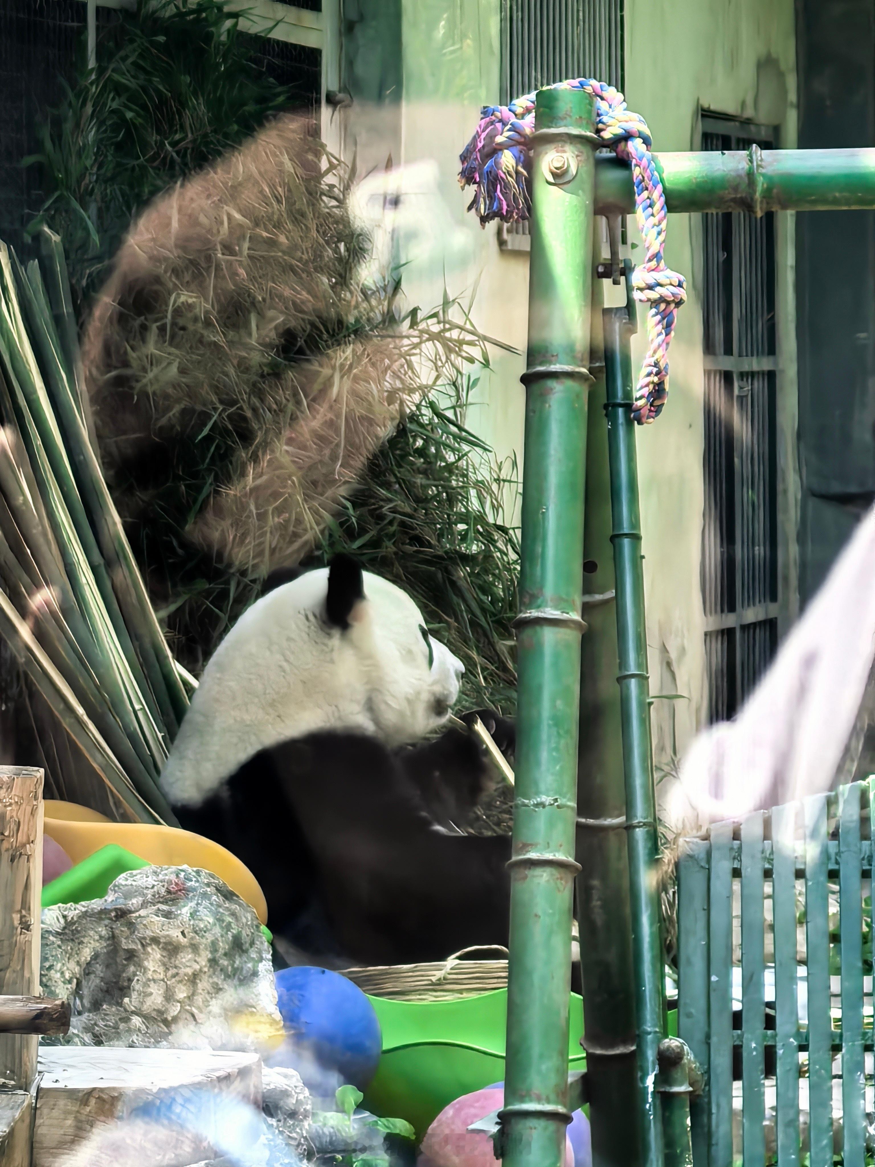 任豪POI 哥哥有机会来北动看👀小动物奥