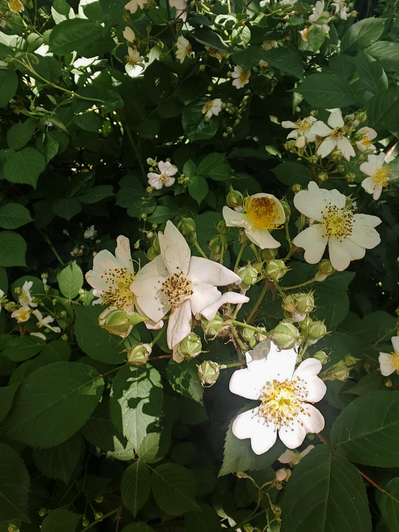 晒一张你拍的花景初夏的野蔷薇开得热烈，洁白的花瓣舒展着，嫩黄的花蕊缀满细密的花药