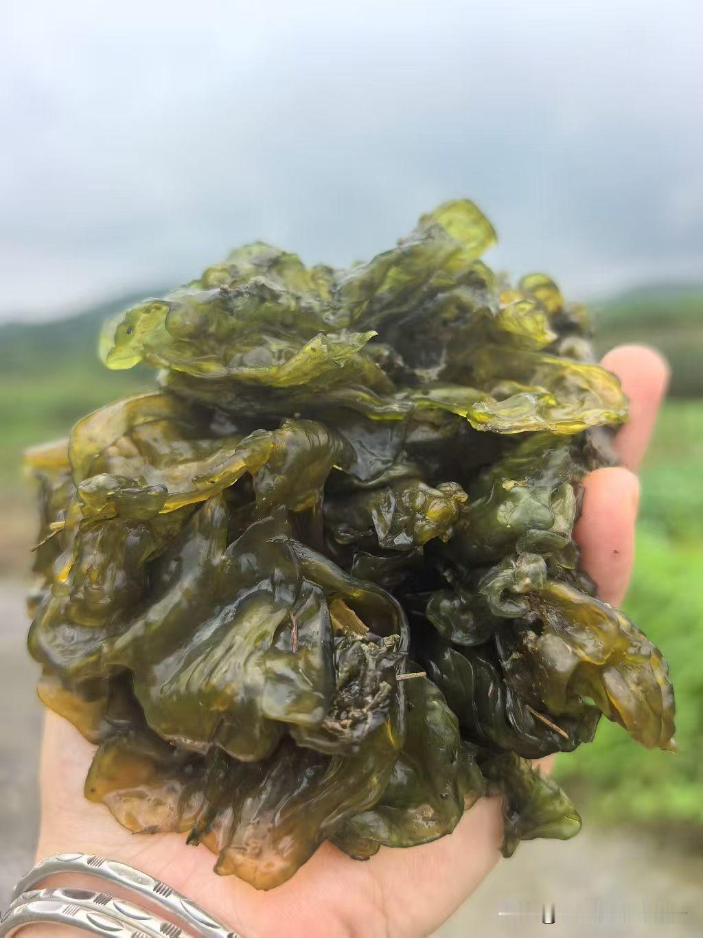 地里面竟然能长出这种菜，我们这里称呼它为“雷公菌”，你们称呼它什么名字？
打雷下
