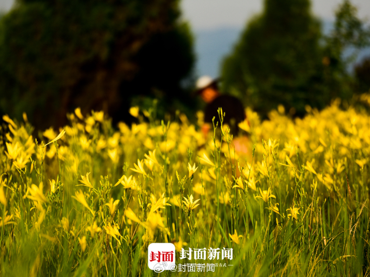 【#食用新鲜黄花菜可能引发中毒# 专家：建议少吃】近日，有人称，在食用了新鲜黄花
