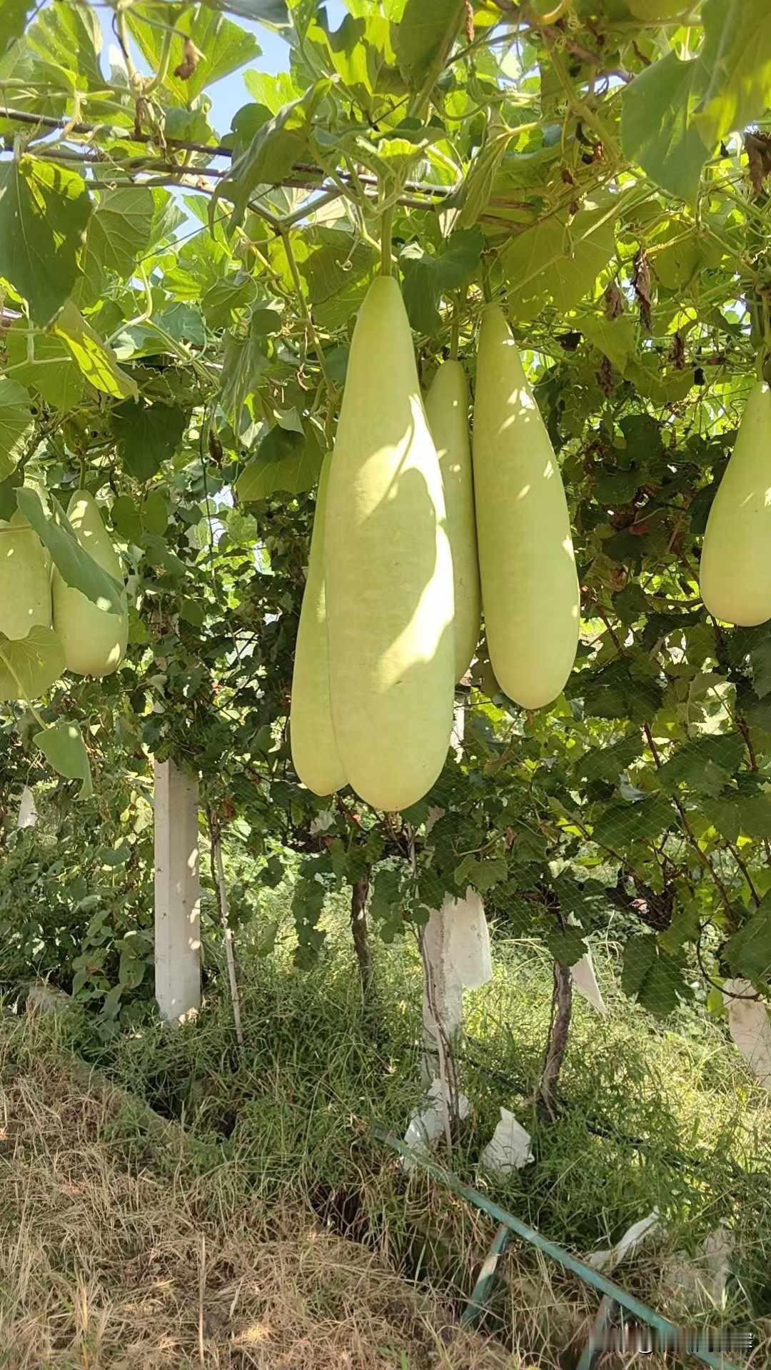 这是什么瓜果？