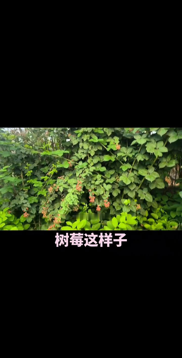 树莓这样子，待两天熟了之后就死了。
大家看看这一棵树莓，今年长得非常好。看看这一