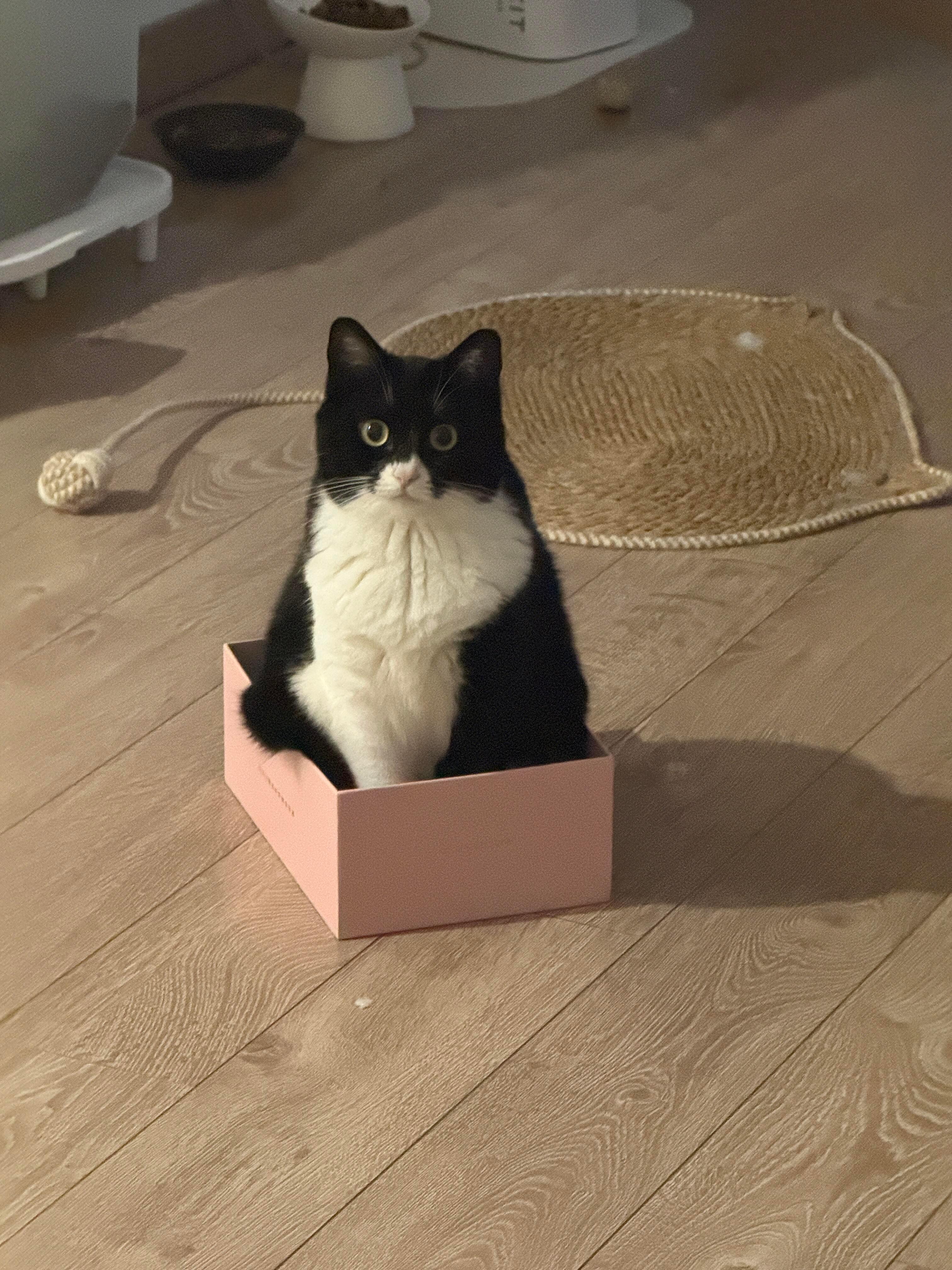 小猫乖乖在盒子里等你回家 