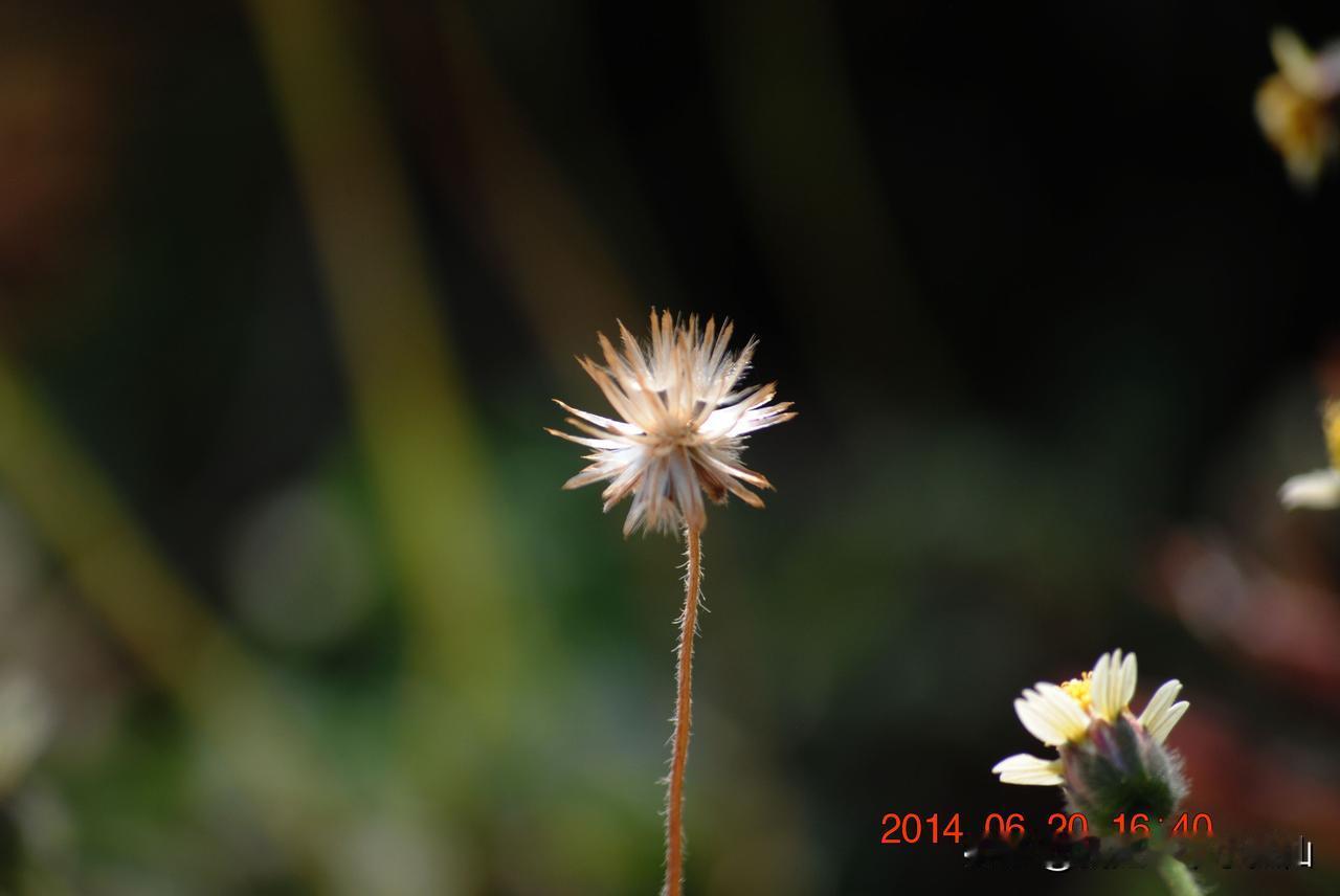 如何拍好暗黑背景的花?
方法一、拍摄时选光线较暗的地方当背景，焦点放在花上，用大