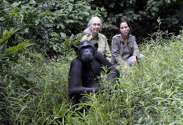 珍·古道尔的传奇人生

珍·古道尔（Jane Goodall），这位生于1934