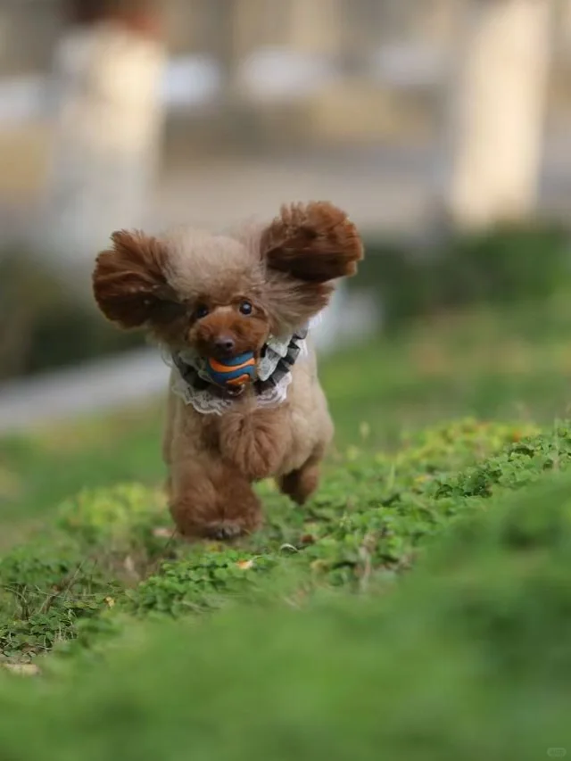 挑食小汪变身干饭王原来这么简单！