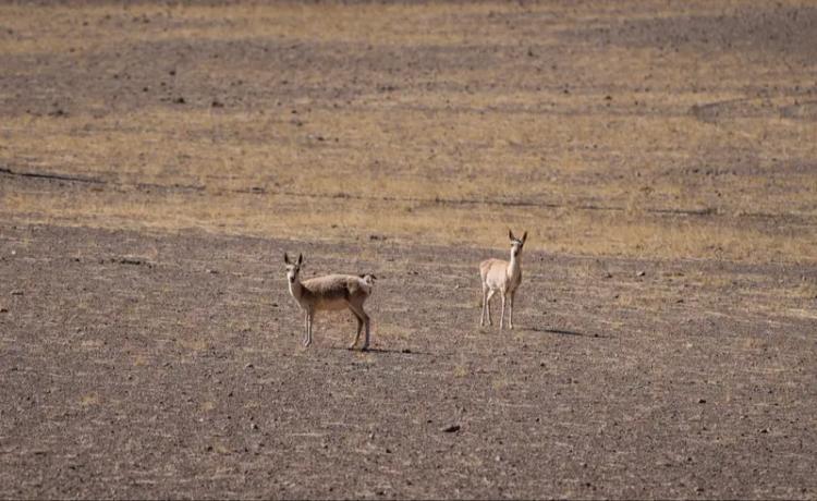我想去西藏旅行，原因还挺多。首先，西藏是天然的野生动植物乐园，特殊地域环境孕育了