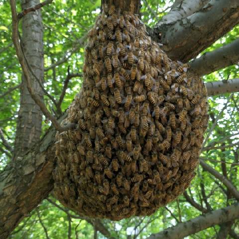 保护袋子卉品世界