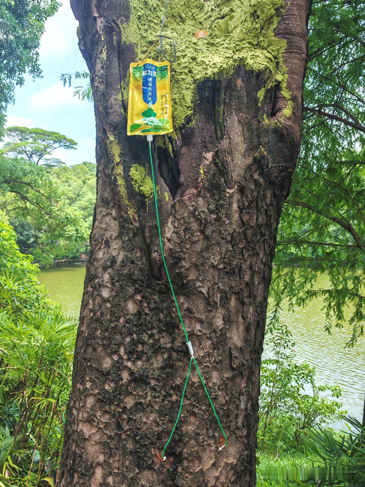 原来树木也需要打吊瓶！走进公园，我蓦地发现许多老树的树干上都挂着吊瓶，正往树体里