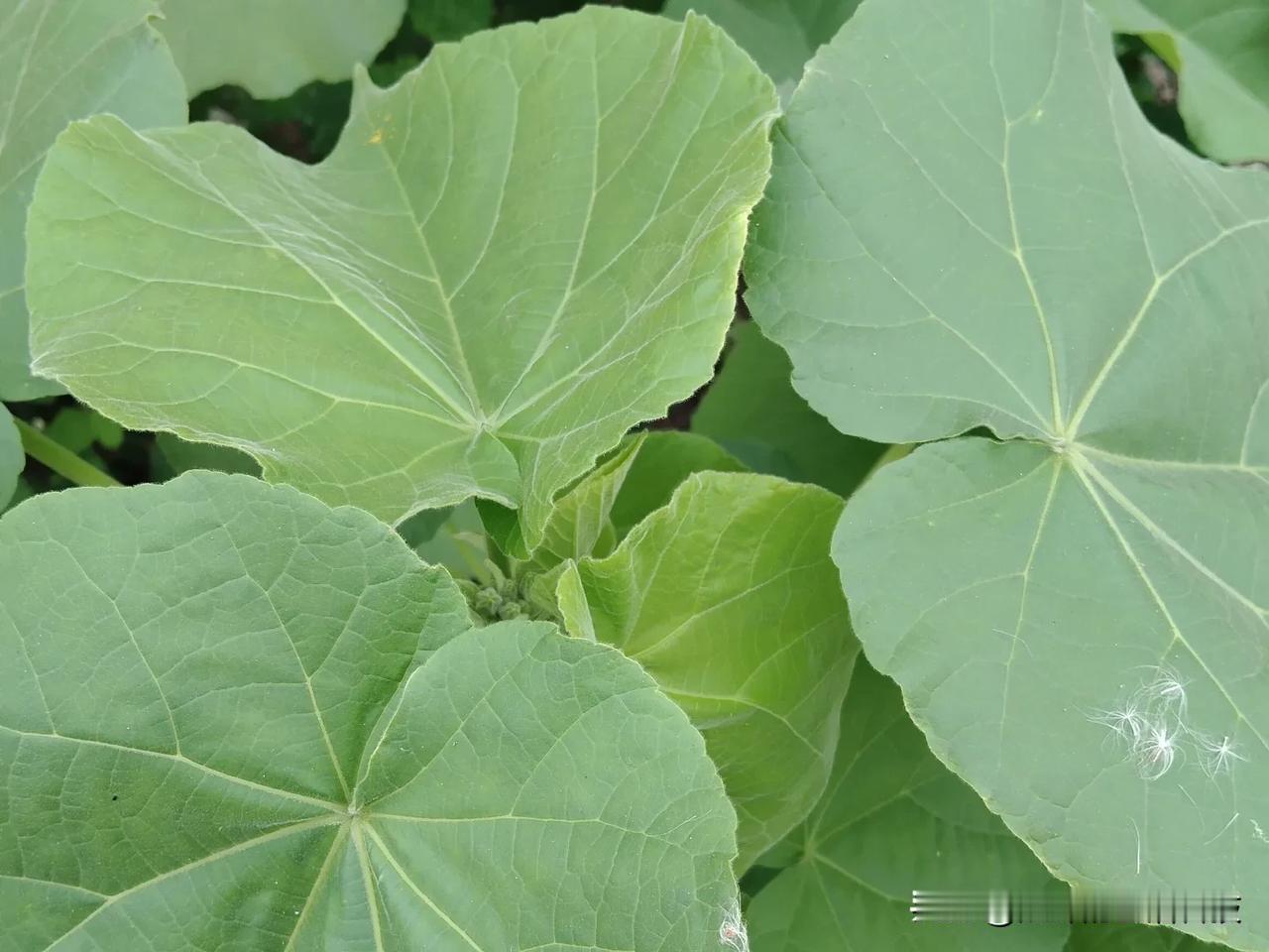 这种麻正在我们四川泸州滋长！以前杰妹没有见过。它有这么多别名，你是怎么称呼它的？