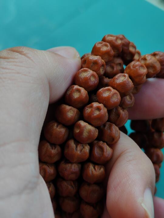 尸陀林-只盘不刷