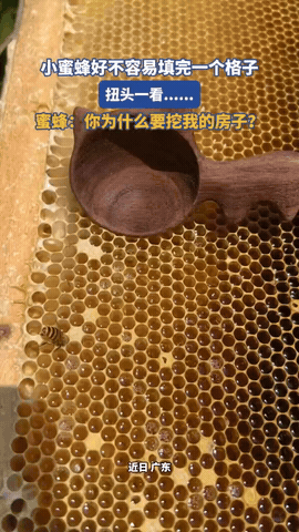 “蜜蜂的天塌了！”广东，一只蜜蜂经过辛勤劳动把蜂巢格子注的满满当当，可它还没来得