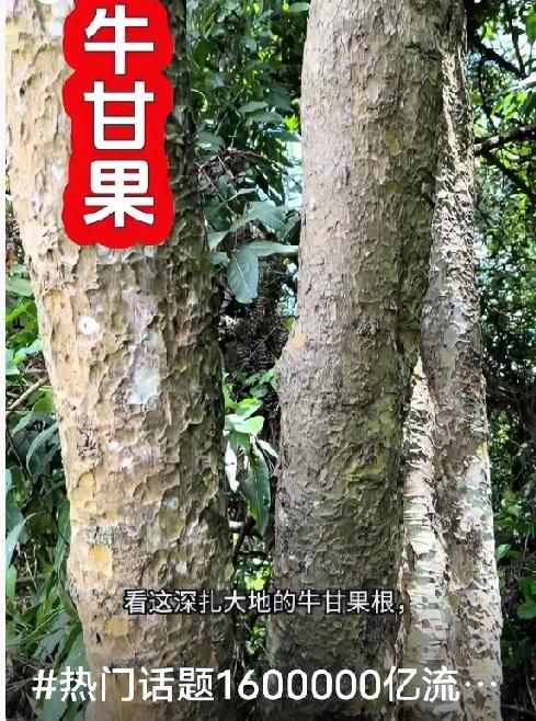 牛甘果｜先涩后甘的药食同源养生果
 
牛甘果学名余甘子，也叫油甘果，是南方山野里