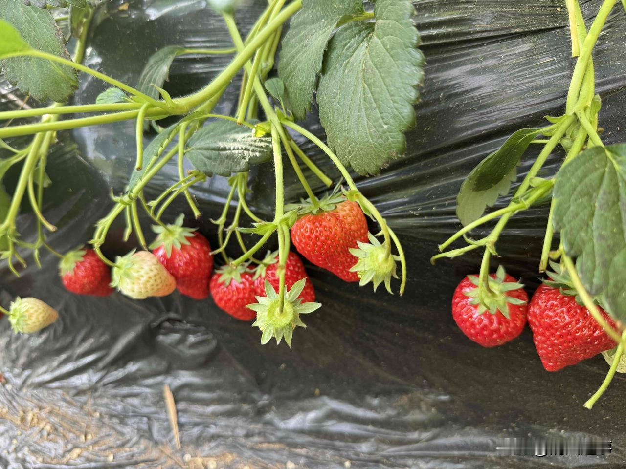 一进草莓棚子，小朋友眼睛都直了
那红得透亮的果子挂在绿枝上，连半白的“小嫩果”都
