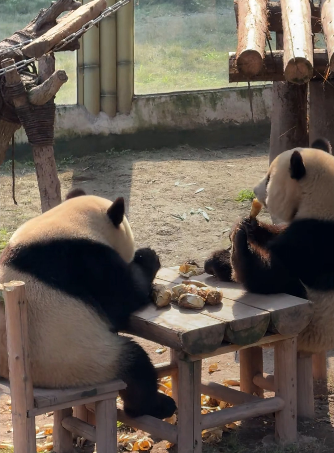 星星辰辰惬意下午茶～🐼 