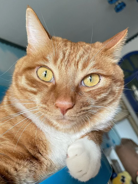 本咪诚招老鼠5只