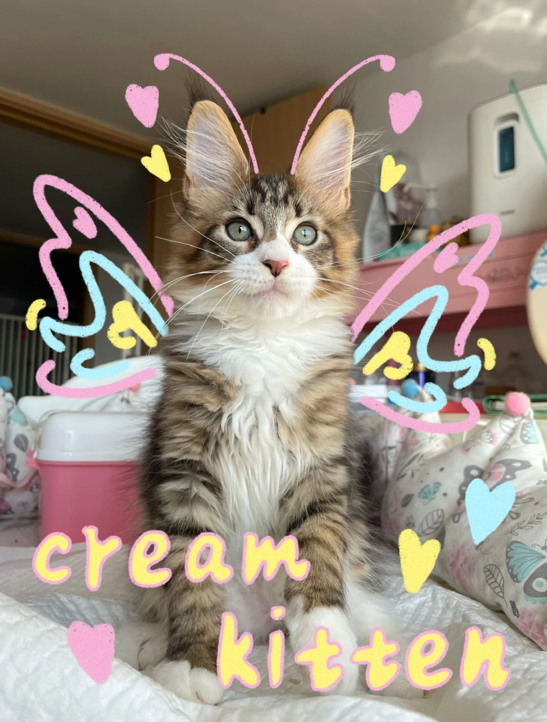 缅因｜神仙小猫🐱