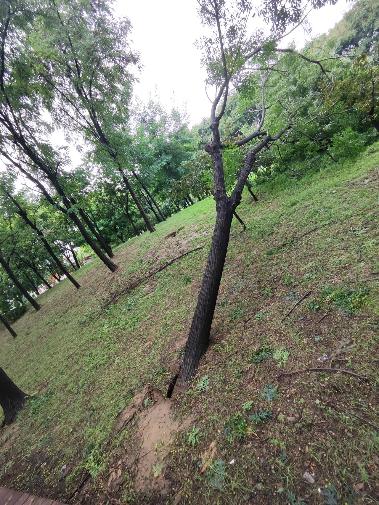 暴风雨过后
小树被连根拔起，第一张图倒下的树我过去量了下直径有50公分，可以称之