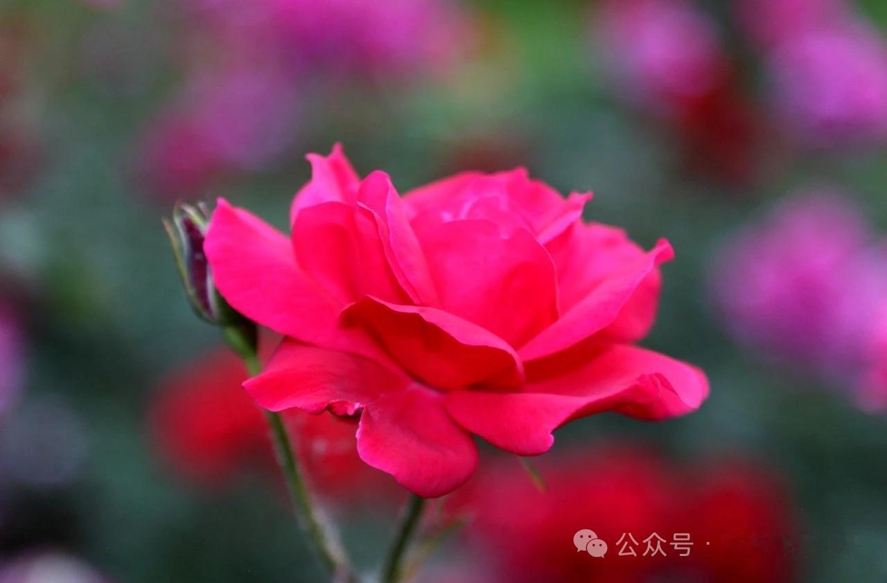 秋霜有意羞红叶，
夏雨无忧润黄花。
头条首发