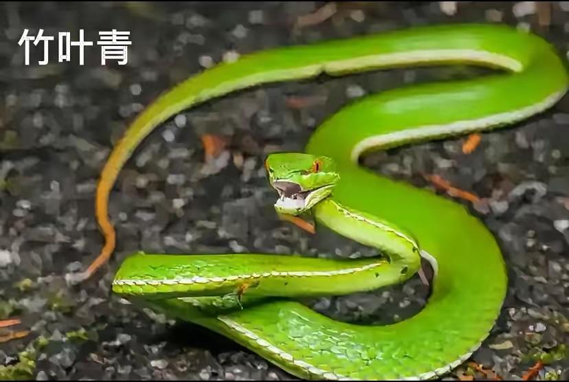 毒蛇咬伤急救：拍照留证挽救生命

近日，广东一名男子被毒蛇咬伤后，冷静拍下蛇的照
