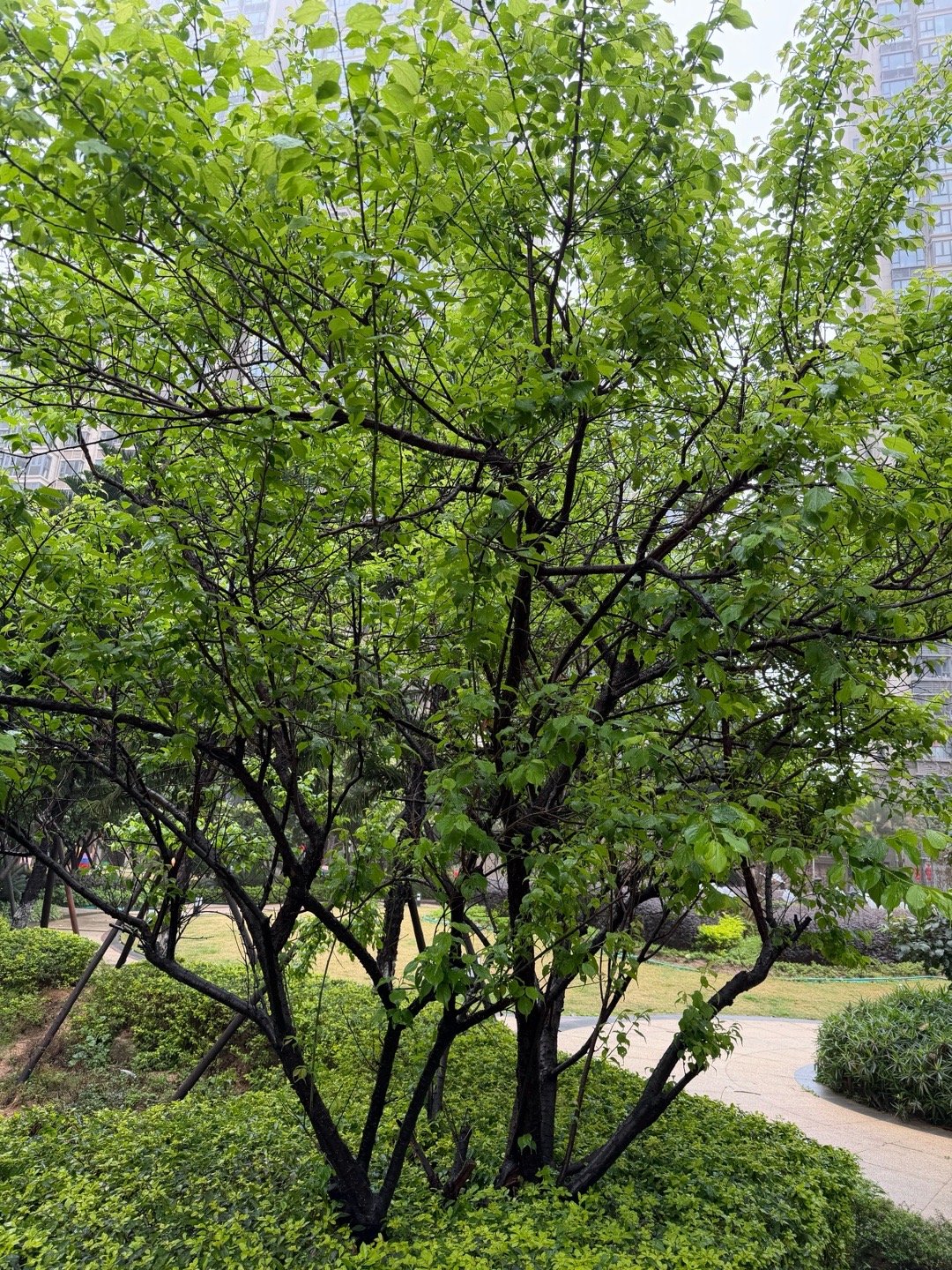 青梅准备结果了，青梅煮酒喝。 