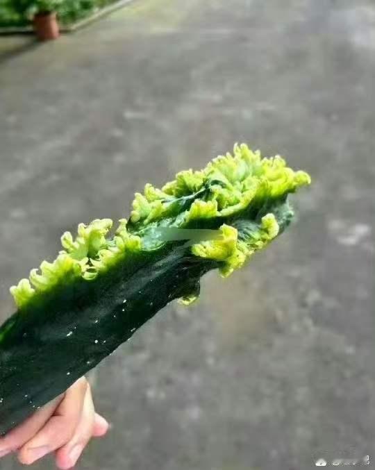 这小家伙都忘记自己是黄瓜了。 ​​​