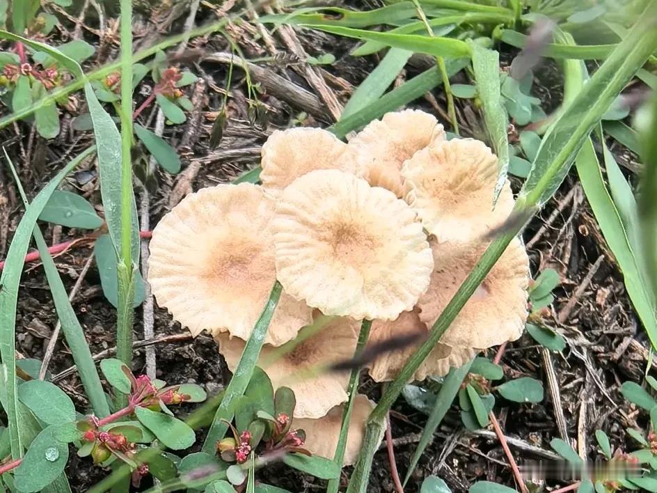 回归单调生活，早餐和平常一样，有鸡蛋有牛奶，还凉拌菠菜黄豆芽，煮玉米和几片牛肉。