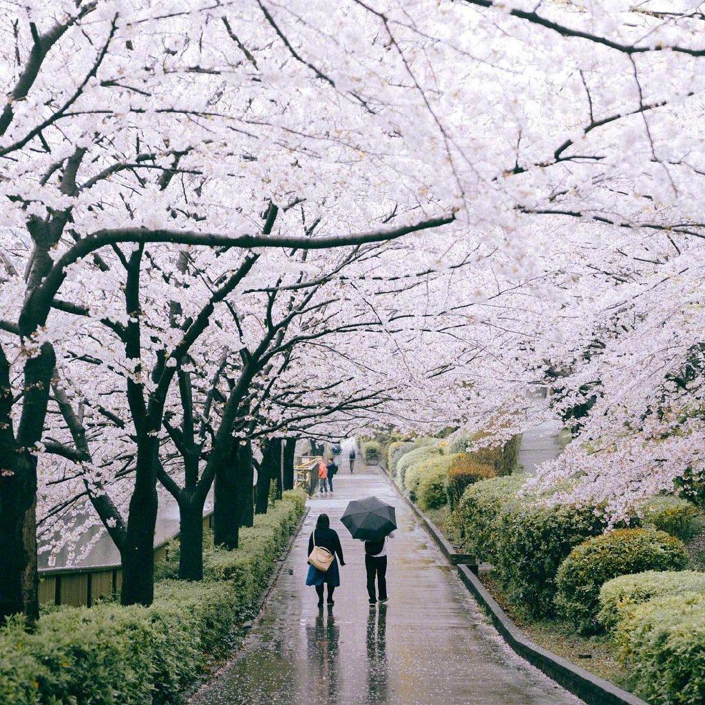 街头掠景
文/冯继兴

已臻绝美赏春花，玉砌雕栏绽物华。
霞光如海谁泼墨，一树芬