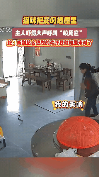 一位女士养的狸花猫出门溜达一圈，回来竟然叼回来一条活蛇！
女主人当时正背对着屋子