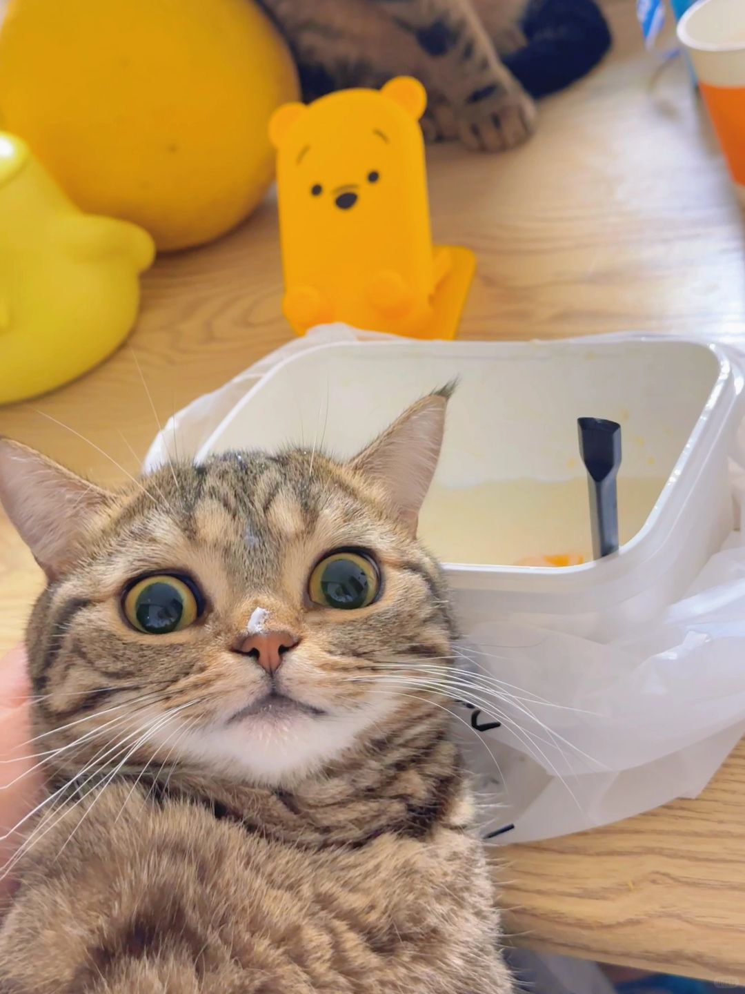 偷吃被抓包的猫咪