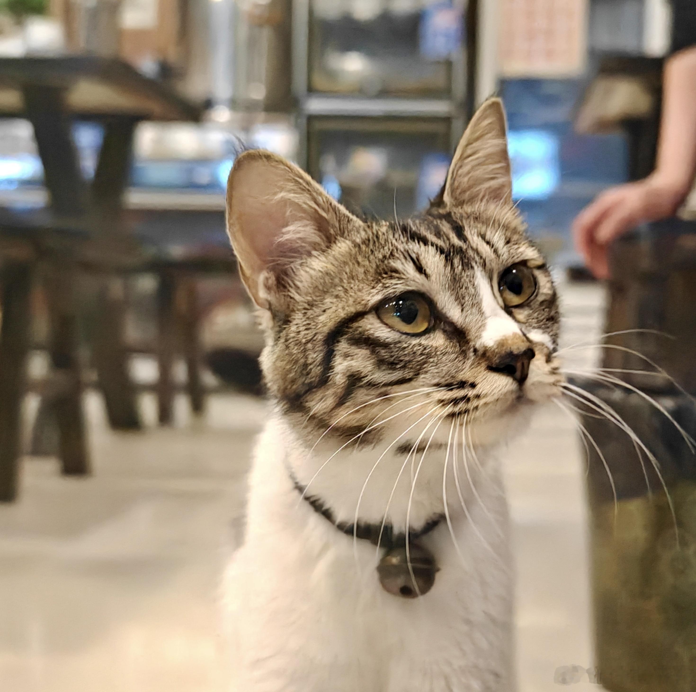 饭馆的猫怎么还这么瘦 
