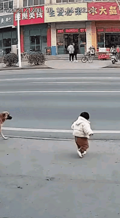 如果这只大黄狗不冲上去的话，这个小姑娘就真的是遭殃了，大黄狗提前判了预险，挡在了