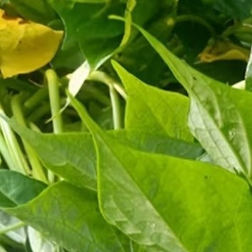 种植 🍃番薯叶种植方法一、种植时间番薯种植需要温暖的环境，可以选在春季3-4月