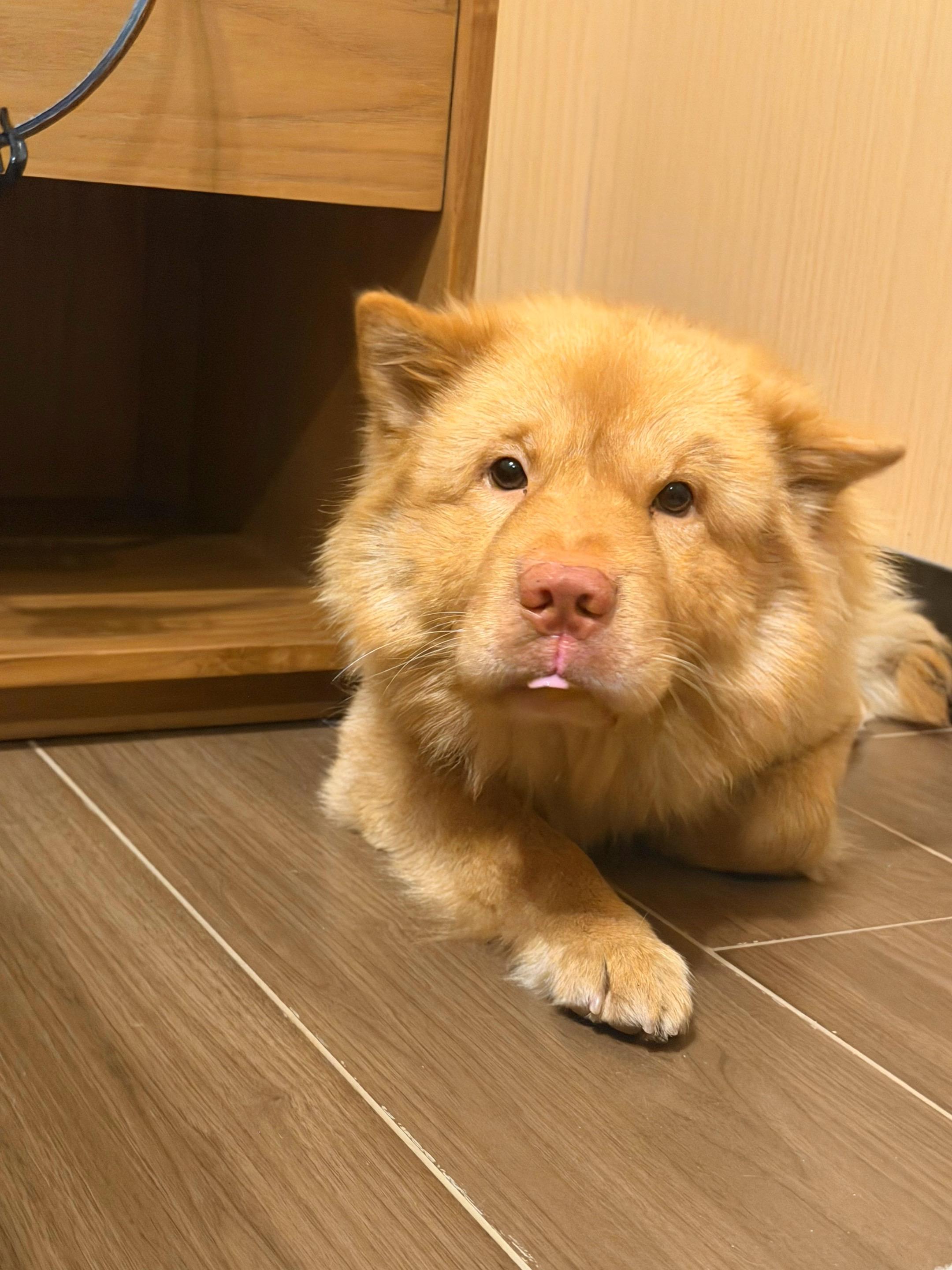 小米颜值回来啦！