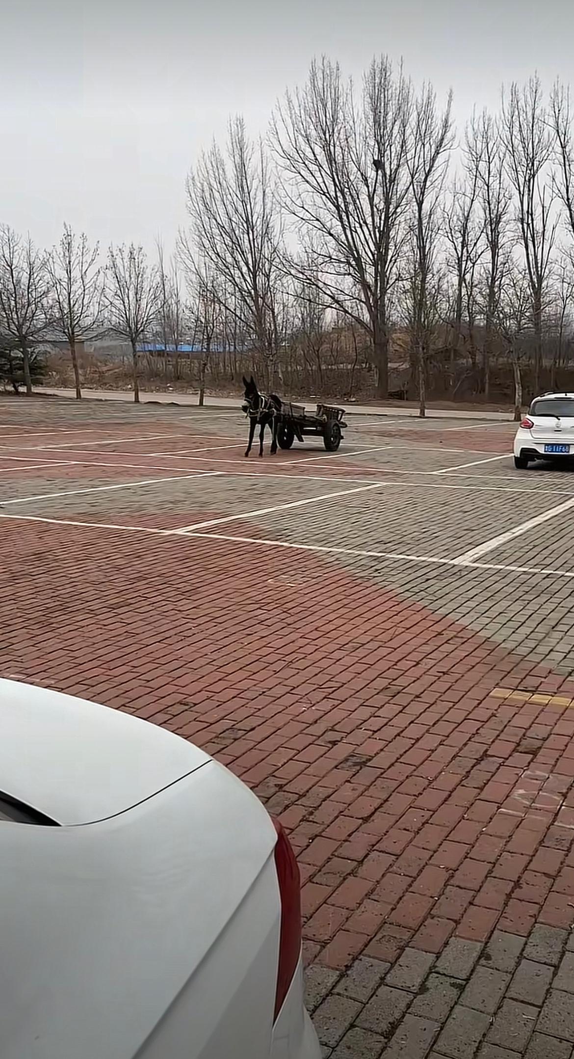 第一次见规规范范停在停车位的驴车，比有的汽车停的都要板正，而且停下就不动了，这个