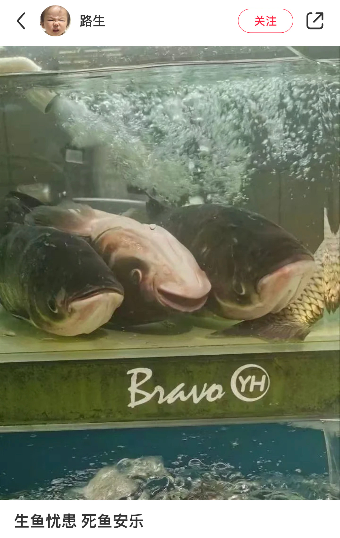 生鱼忧患 死鱼安乐 ​​​