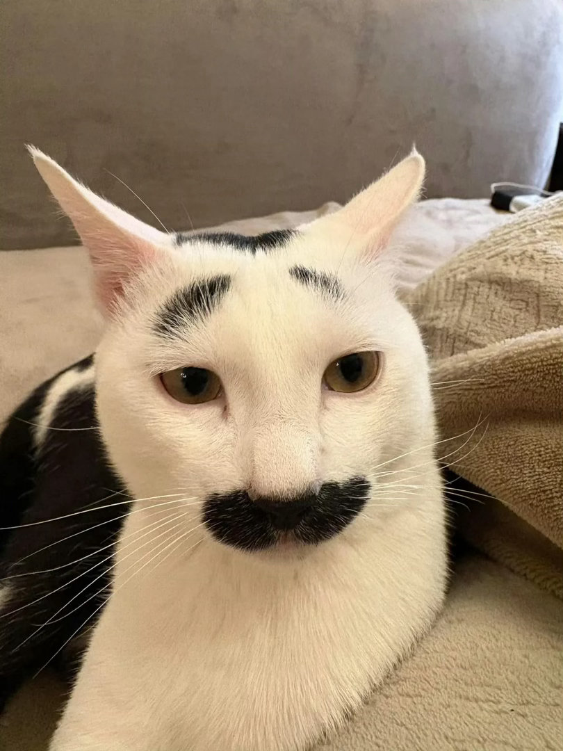 用你毕生所学给这只小猫起个名字吧meme