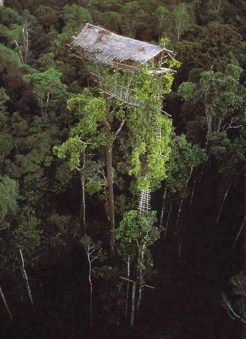 新几内亚岛:Irian Jaya的Kombai和Korowai人的房屋建成高达1