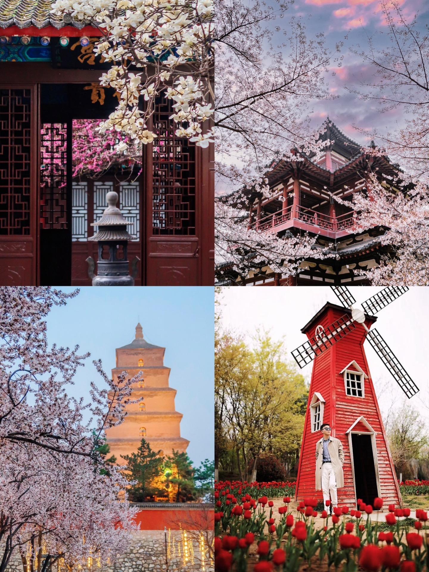 春天赏花攻略🌸不敢想接下来的西安有多美。过了一个漫长的冬天和春节后
今天开始正式步入我爱的阳春三月天
真的太期待万物复苏充满活力的春季
你也永远可以相信西安的春天有多美！
马上开始踏青赏花的好时节
整理了之前拍的部分花花
请收下这份西安春天赏花地图❗️
🌸
① Y青龙寺樱花（3月中旬-4月中旬）
②曲江池西路关山樱（3月底-4月中旬）
③高新二路关山樱（3月底-4月中旬）
④大雁塔紫叶李（3月中旬）
⑤八仙庵玉兰花（3月初-3月中）
⑥植物园郁金香（3月中-4月中）
⑦ 环城西苑紫荆花（3月底-4月初）
⑧曲江翔鸿路七里香（4月初-4月中）
🌸
做好和春天奔赴一场约会的准备了吗？
大家有更多拍花的实时播报
都可在评论区分享出来给给多小伙伴参考呀！