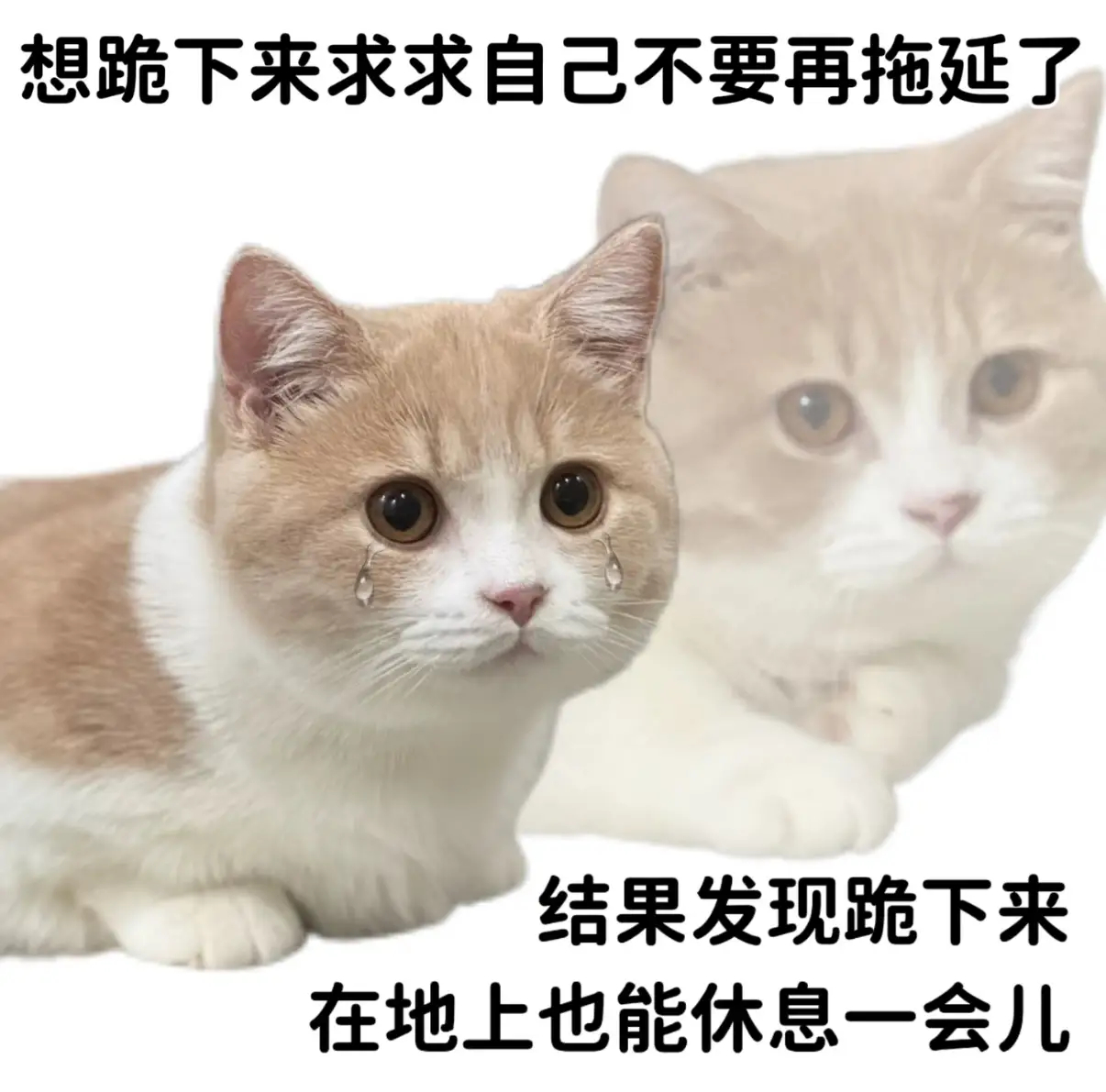 能拖的事情我尽量拖着 怀疑我上辈子可能是个拖把 